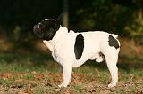 BOULEDOGUE FRANCAIS 1146